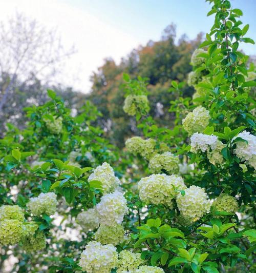 木绣球的花语是什么？如何正确解读木绣球的象征意义？
