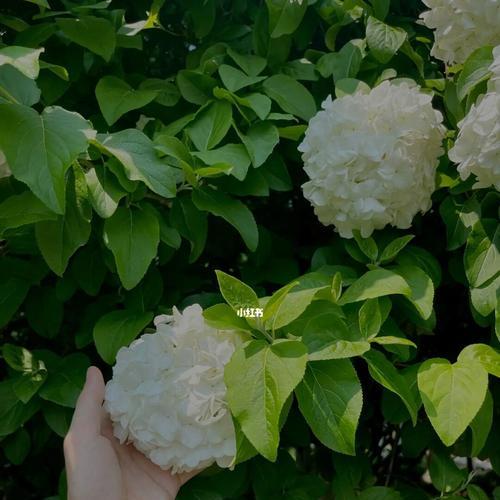 木绣球的花语是什么？如何正确解读木绣球的象征意义？