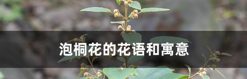 泡桐花的花语是什么？泡桐花代表了哪些意义？