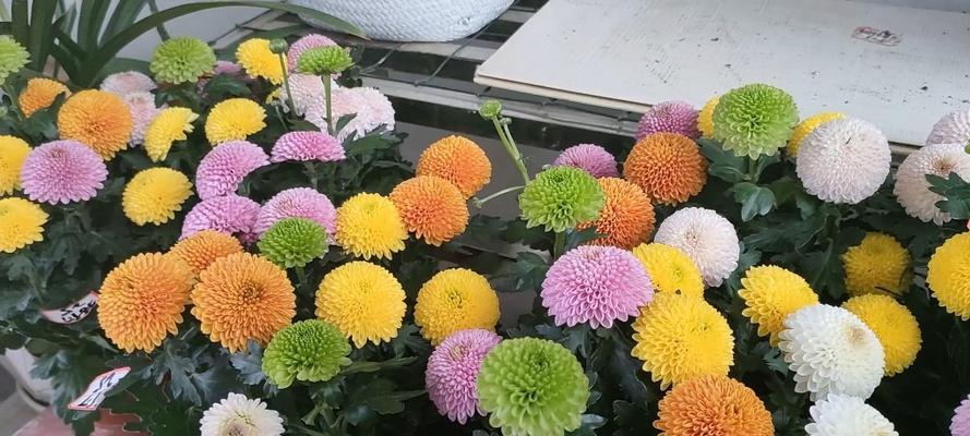 乒乓菊的花语是什么？如何正确解读乒乓菊的含义？