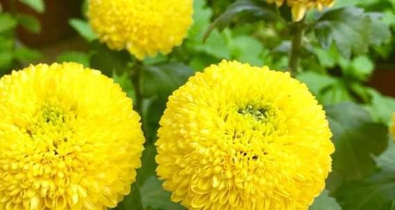 乒乓菊的花语是什么？如何正确解读乒乓菊的含义？