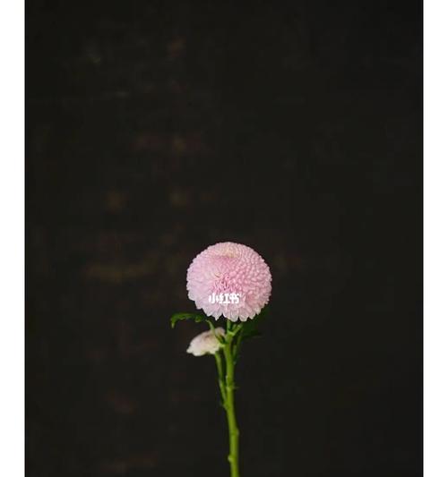 乒乓菊的花语是什么？如何正确解读乒乓菊的含义？