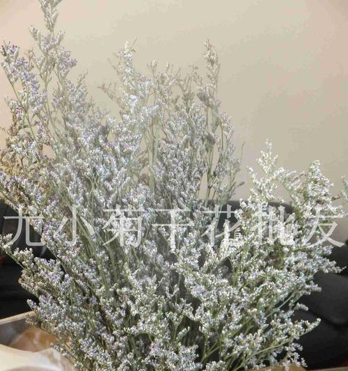情人草的花语是什么？如何正确解读情人草的含义？