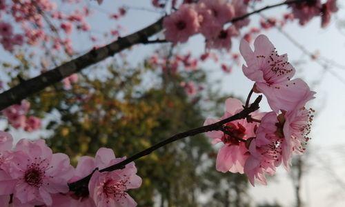 日本早樱的花语是什么？早樱的寓意有哪些常见问题？
