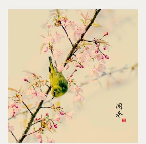 日本早樱的花语是什么？早樱的寓意有哪些常见问题？