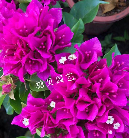 三角梅有哪些独特特点？它的象征意义是什么？