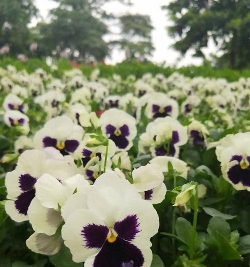 三色堇的花语有哪些含义？