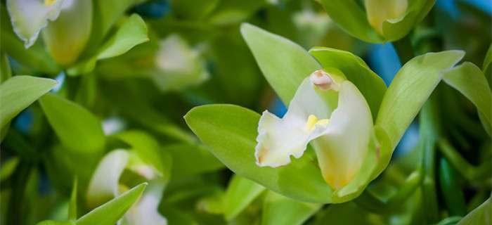 石斛兰的花语是什么？如何表达爱意和祝福？
