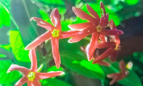 使君子花语是什么？它的寓意有哪些常见问题？