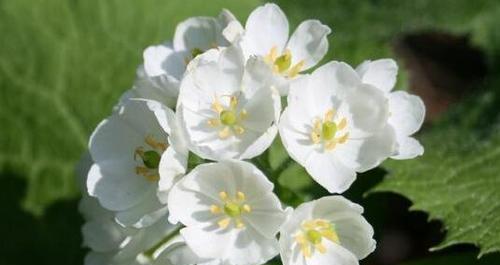 水晶花的花语是什么？如何正确解读水晶花的含义？