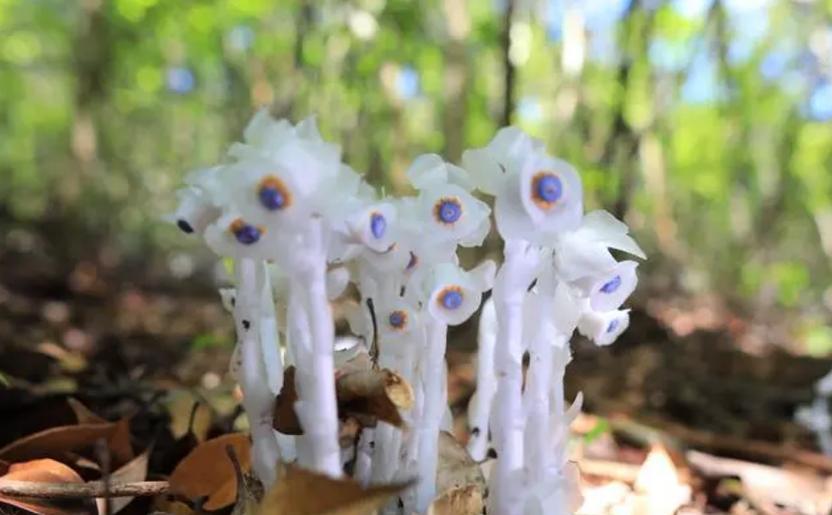 水晶花的花语是什么？如何正确解读水晶花的含义？