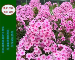 宿根福禄考花语有哪些含义？