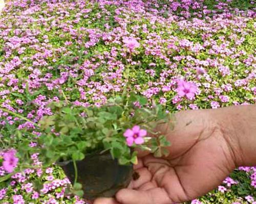 宿根福禄考花语有哪些含义？