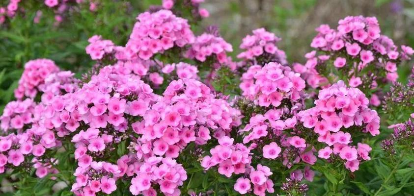 宿根福禄考花语有哪些含义？