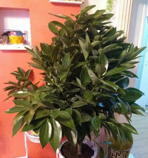 天竺桂的花语寓意是什么？如何正确理解天竺桂的象征意义？
