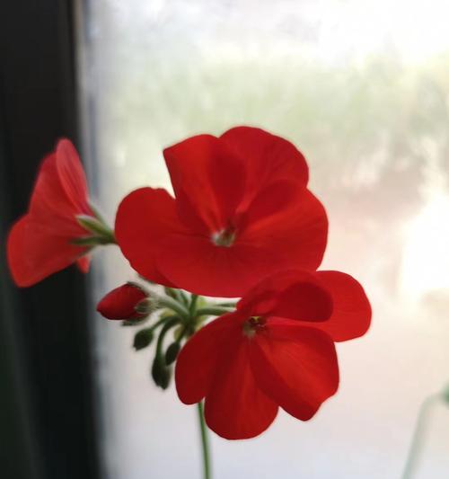 天竺葵花语是什么？如何用天竺葵表达爱意？