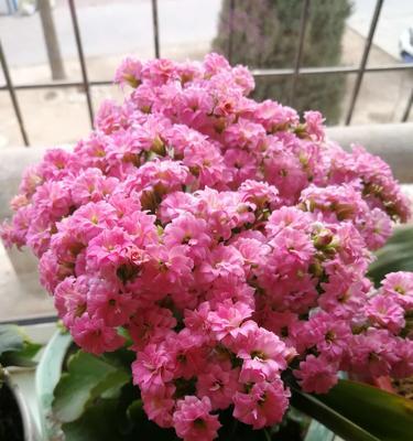 鲜花的花语是什么？如何根据场合选择合适的鲜花？