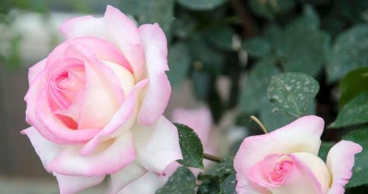 香水月季花语是什么？如何理解其深层寓意？