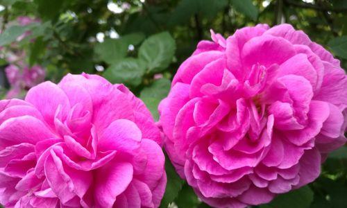 香水月季花语是什么？如何理解其深层寓意？