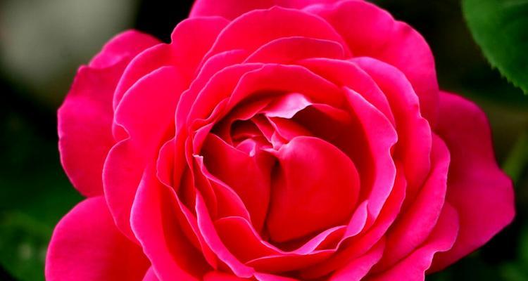 香水月季花语是什么？如何理解其深层寓意？