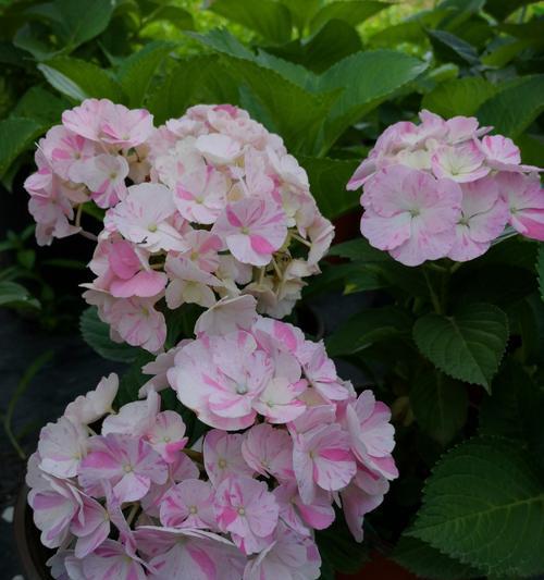 绣球花的花语是什么？绣球花代表什么含义？