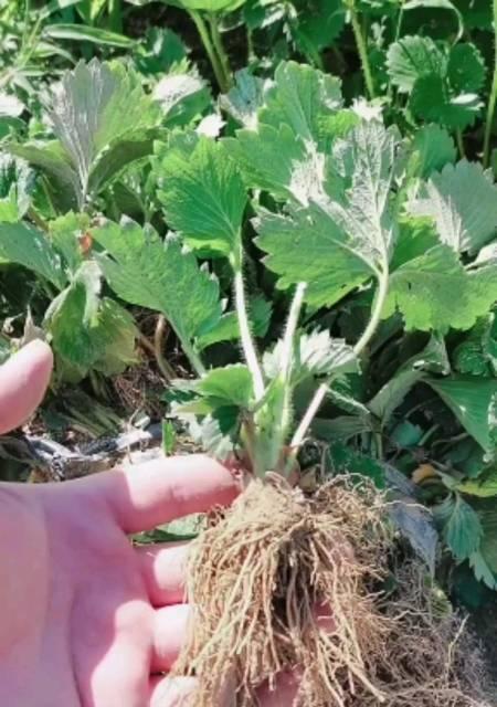 移植苗是什么意思？移植苗的定义和特点是什么？