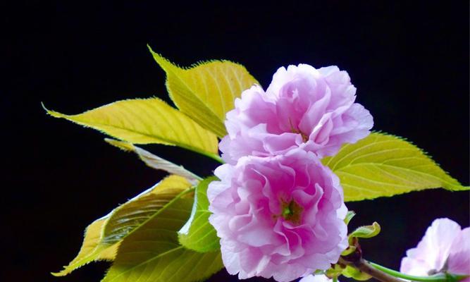 樱花诗的花语是什么？樱花诗背后隐藏的含义是什么？