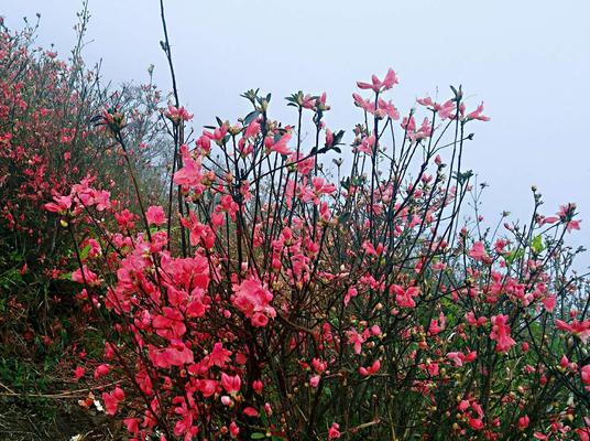 映山红的花语是什么？如何用映山红表达情感？