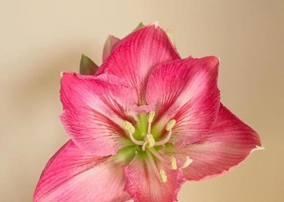 朱顶红的花语是什么？如何正确解读朱顶红的含义？