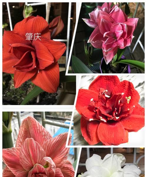 朱顶红的花语是什么？如何正确解读朱顶红的含义？