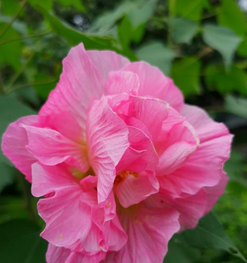 芙蓉的花语是什么？如何正确解读芙蓉的象征意义？