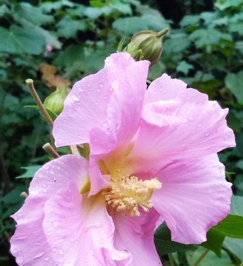 芙蓉的花语是什么？如何正确解读芙蓉的象征意义？