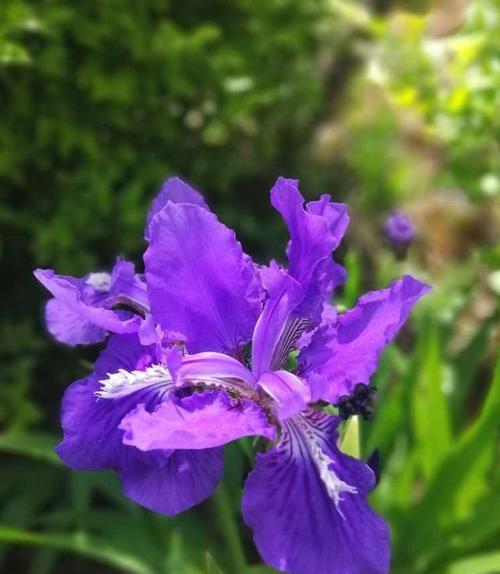 鸢尾花的花语和寓意是什么？如何解读鸢尾花的象征意义？