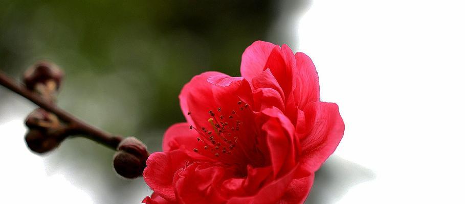 桃花的花语是什么？有哪些关于桃花的美丽传说？
