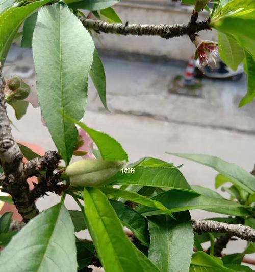 桃子象征着什么？桃子的寓意有哪些常见问题？