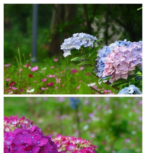 天女花的传说是什么？花语有哪些含义？