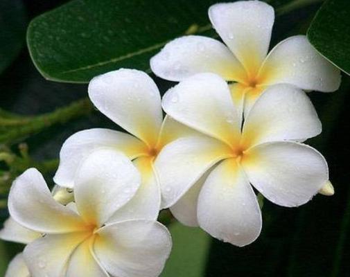 天女花的传说是什么？花语有哪些含义？