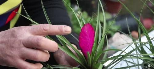 铁兰花语是什么？了解铁兰的象征意义和花语含义？