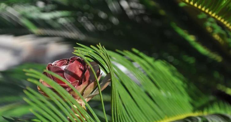 铁树会开花吗？这个说法背后隐藏着什么含义？