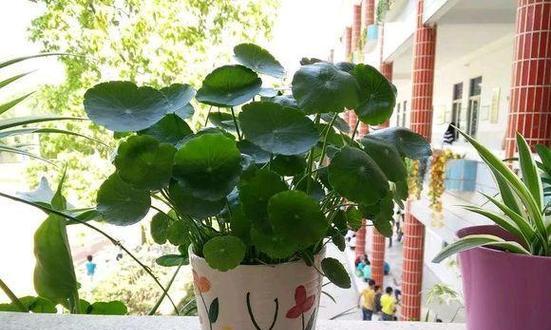 铜钱草寓意是什么？如何正确养护铜钱草？