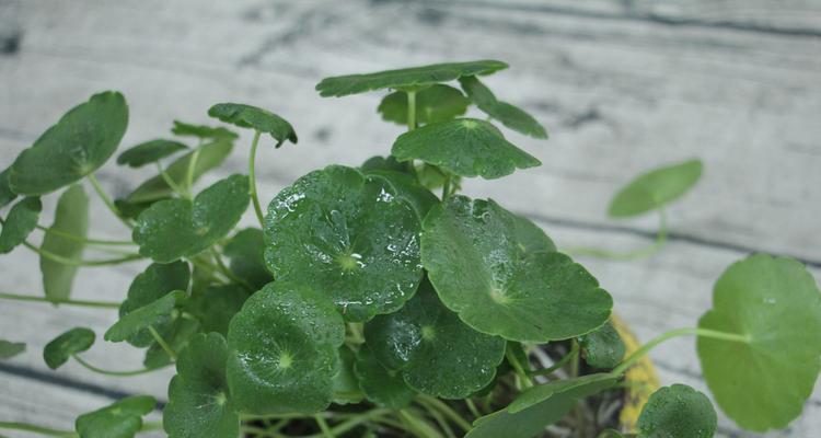 铜钱草寓意是什么？如何正确养护铜钱草？