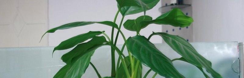 万年青的花语是什么？万年青开花又寓意着什么？