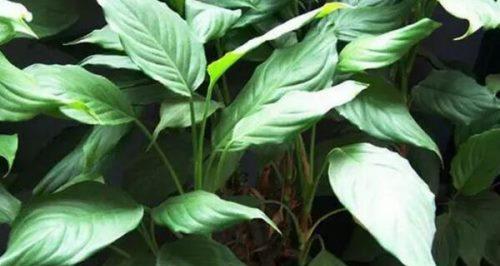 万年青的花语是什么？万年青开花又寓意着什么？