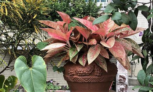 万年青开花好吗？万年青开花代表什么含义？