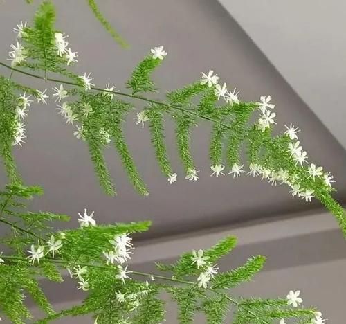 文竹开花预示着什么意思？文竹开花的含义是什么？