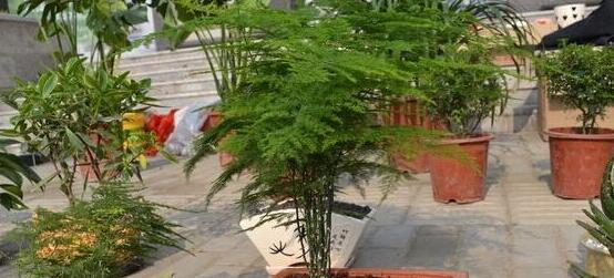文竹的名称是怎么来的？它的花语代表什么含义？