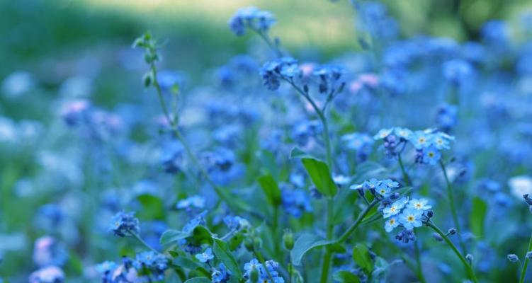 勿忘我花的花语是什么？如何正确理解勿忘我花的含义？