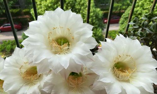 仙人球开花白色代表什么？白色仙人球的花语有哪些含义？