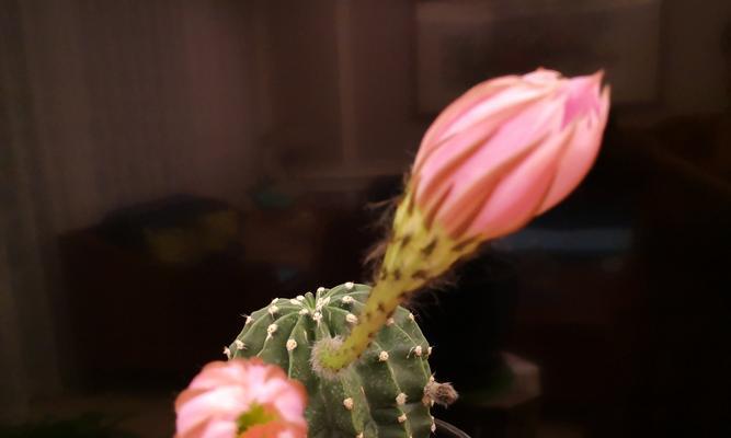 仙人球开花白色代表什么？白色仙人球的花语有哪些含义？