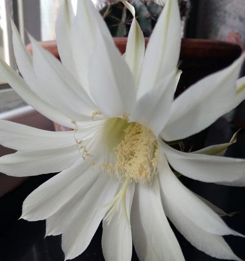 仙人球开花白色代表什么？白色仙人球的花语有哪些含义？